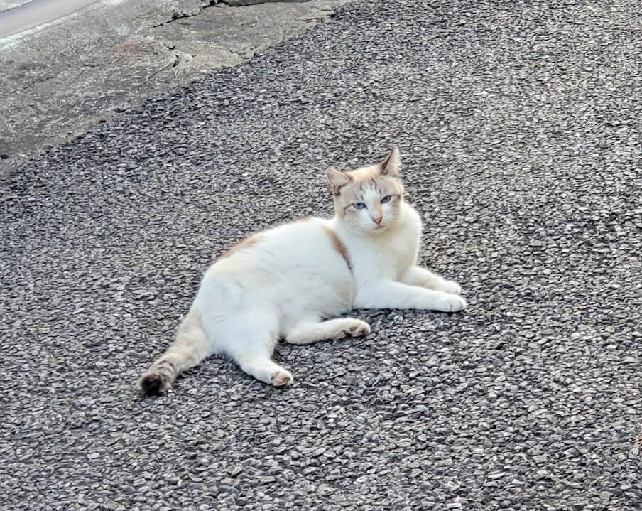 別府の鉄輪温泉街の通りに居座る猫ちゃん