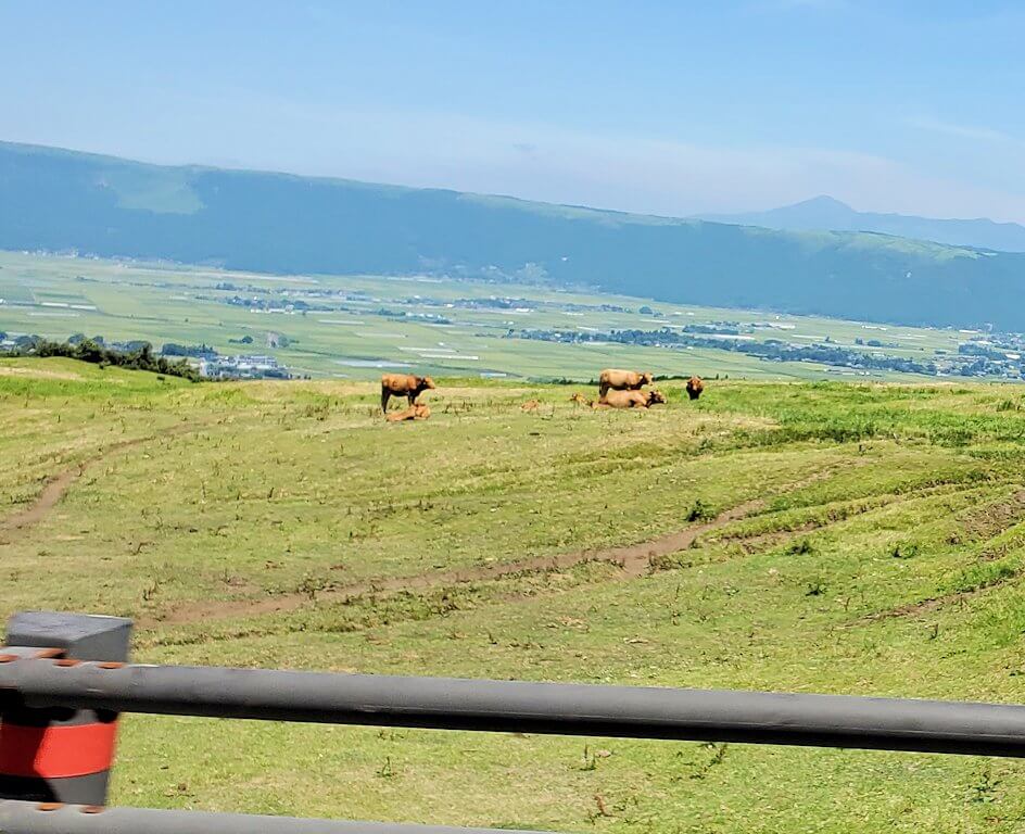 阿蘇山中腹に見えた、放牧されている赤牛