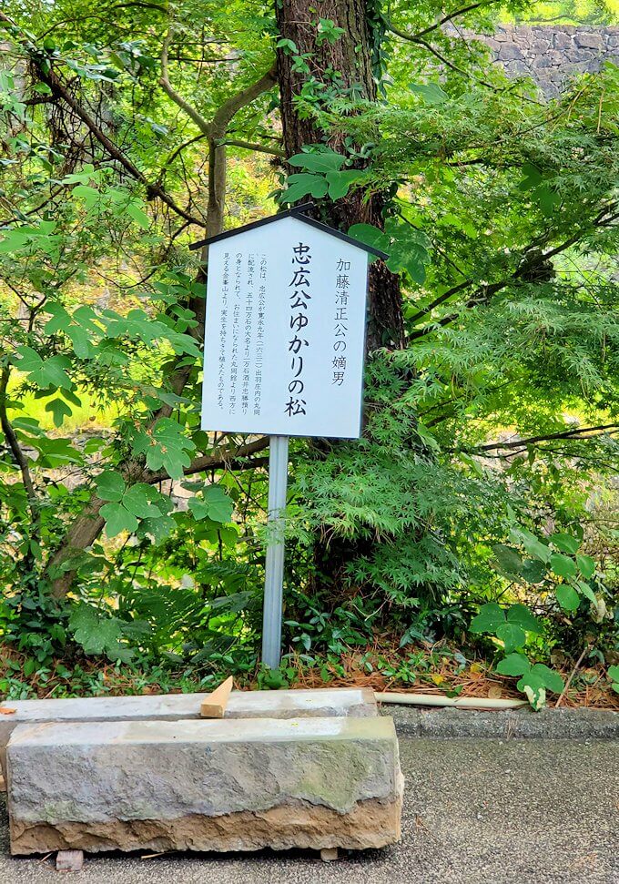 熊本城内にある加藤神社内からあった木