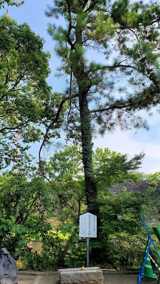 熊本城内にある加藤神社内からあった木の全景
