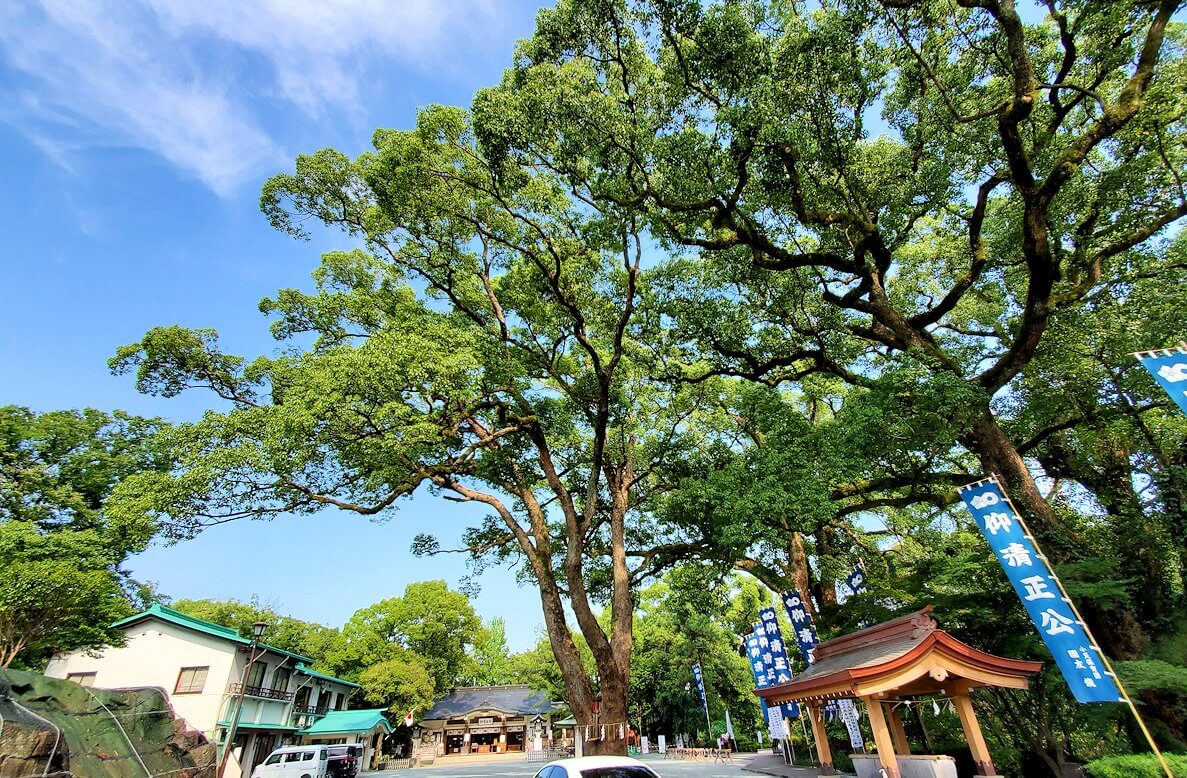 加藤神社の木