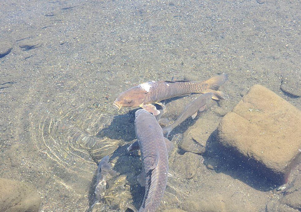 水前寺成趣園内に生息する鯉
