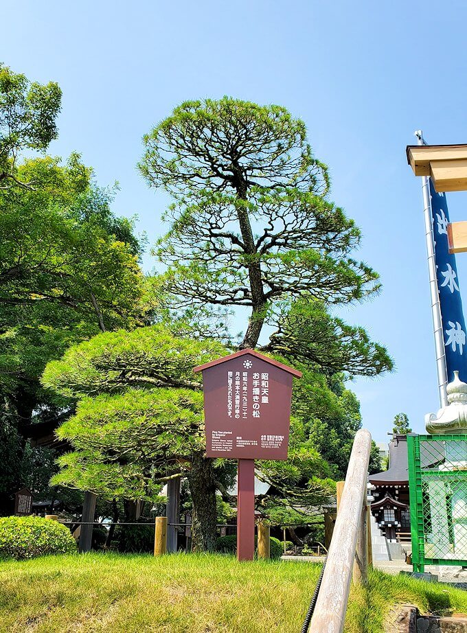 水前寺成趣園内の石橋から庭園にある出水神社の鳥居横にある松