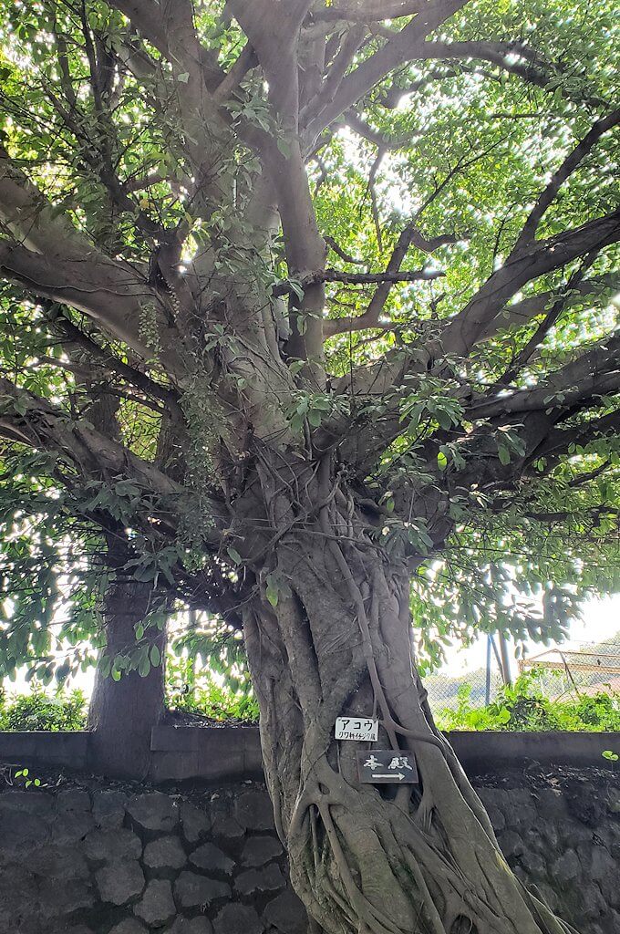 黒神埋没鳥居という埋もれてしまった鳥居横に生えているアコウの木