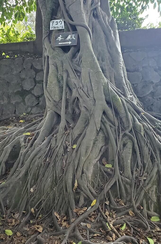 黒神埋没鳥居という埋もれてしまった鳥居横に生えているアコウの木の根元