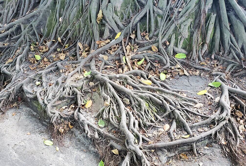 黒神埋没鳥居に生えているアコウの木の根っこ