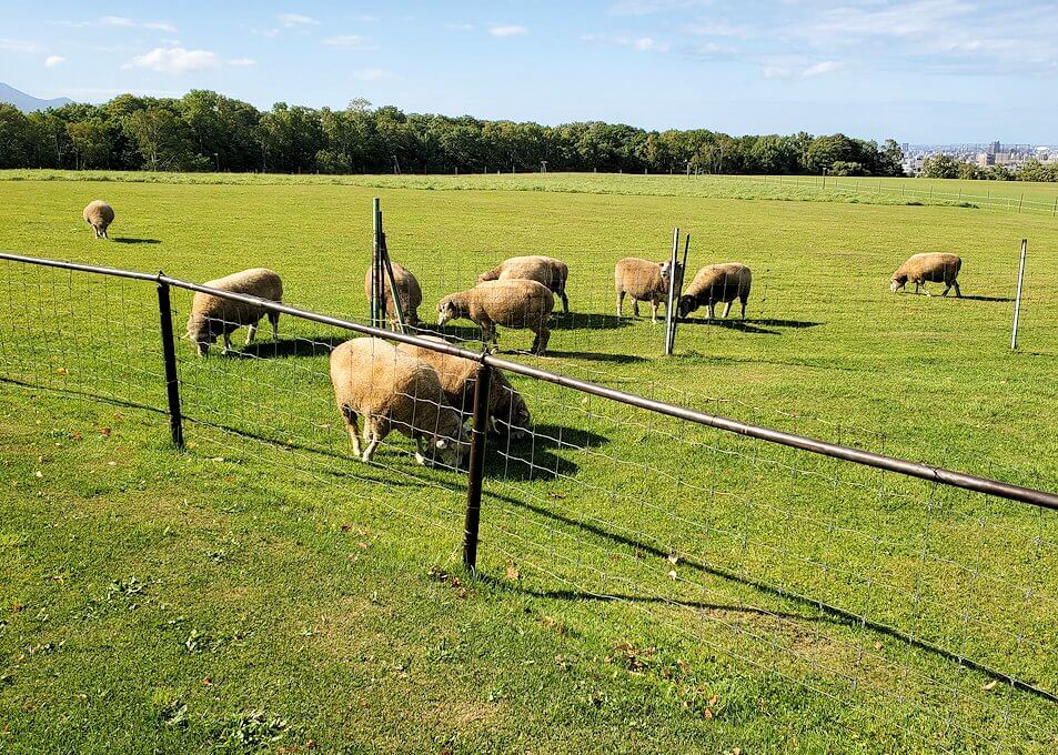 「さっぽろ羊ヶ丘展望台」の芝生に放牧されている羊