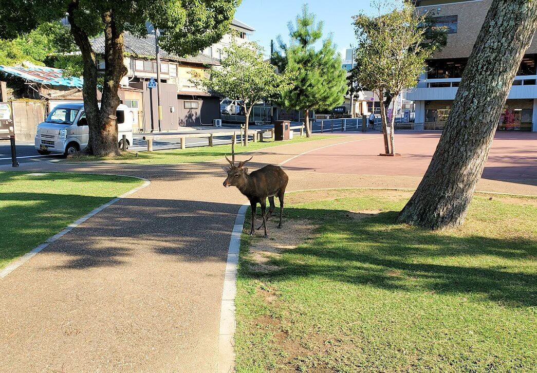 奈良公園の池付近にいた鹿2