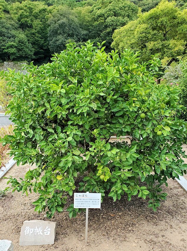 「二之丸史跡庭園」内に生える柑橘系の木