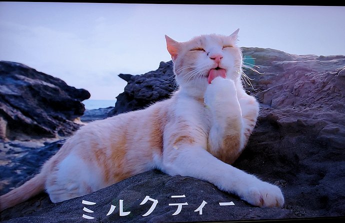 『岩合光昭の世界ネコ歩き：三浦半島』で登場していた「ミルクティー」という猫ちゃん