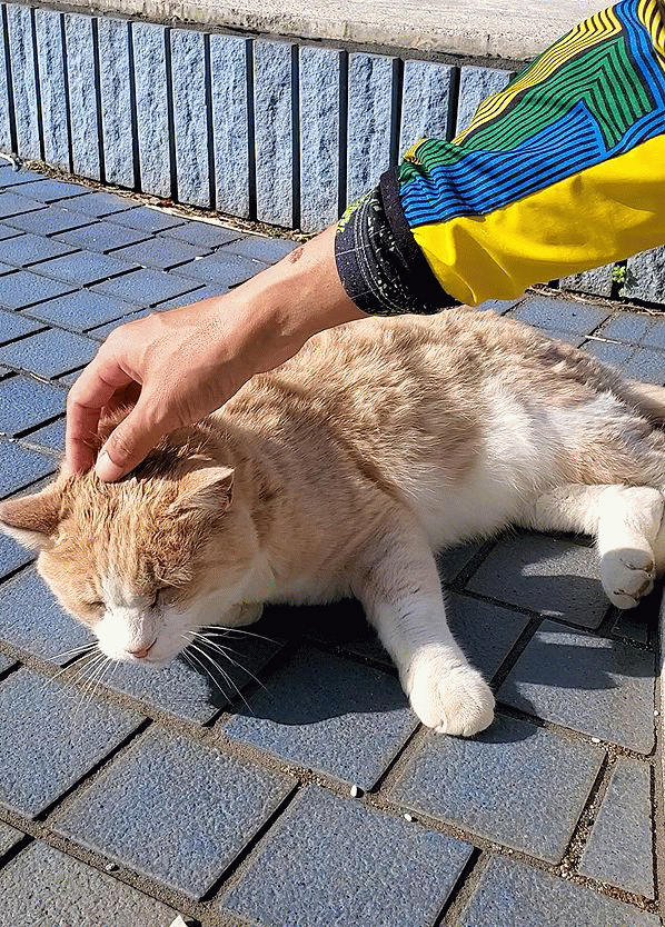 ナデナデされて嬉しそうな顔をする、城ヶ島の名物猫でもあるミルクティー