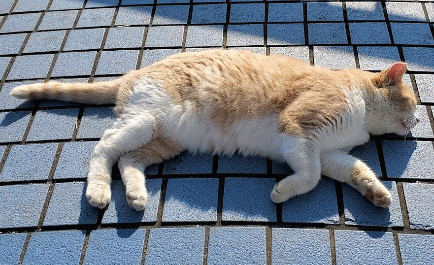 気持ち良さそうに横たわる、城ヶ島の看板猫ミルクティー