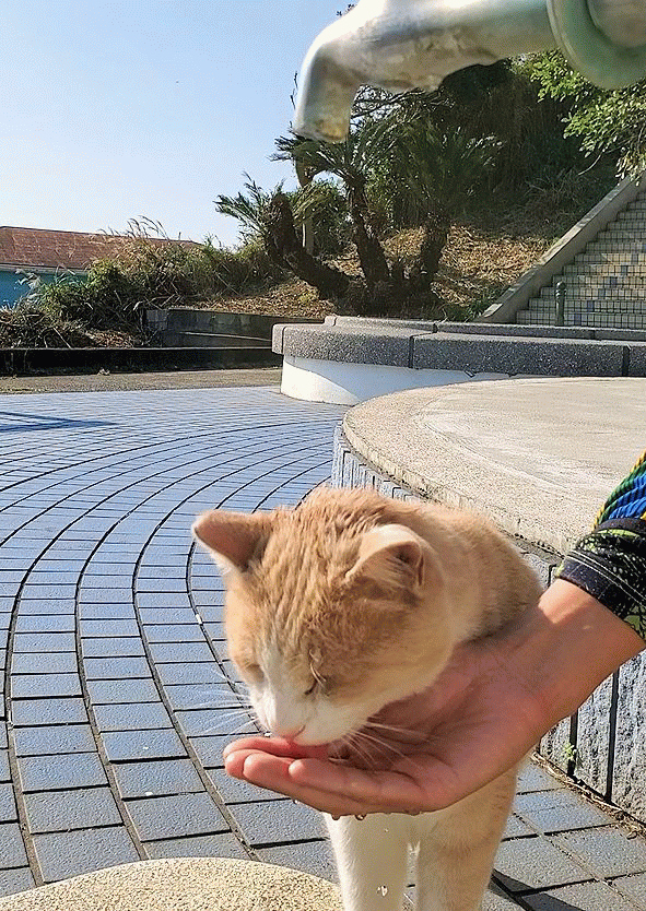 美味しく水を飲む、城ヶ島の名物猫でもあるミルクティー