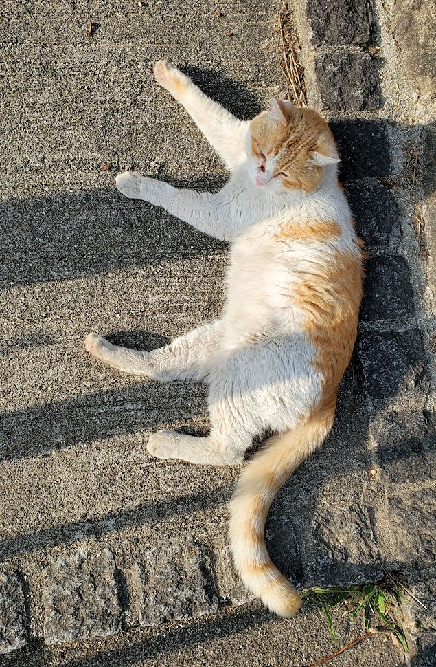 尾道の坂道にある公園付近の路地で出会った猫に挨拶