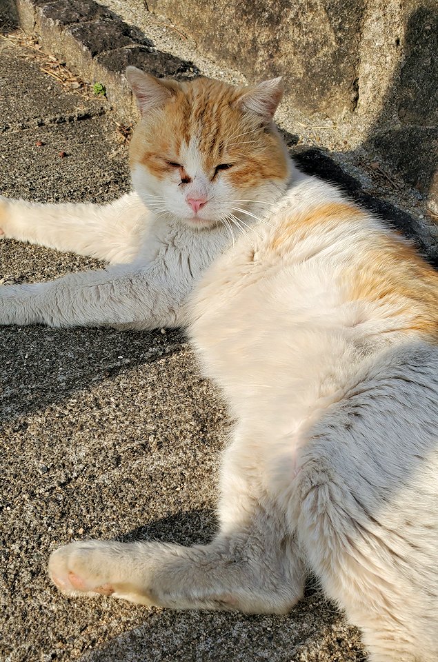 尾道の坂道にある公園付近の路地で出会った猫に近づく