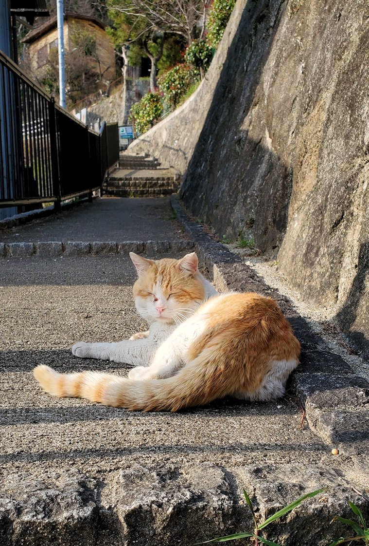 尾道の坂道にある公園付近の路地で出会った猫を眺める