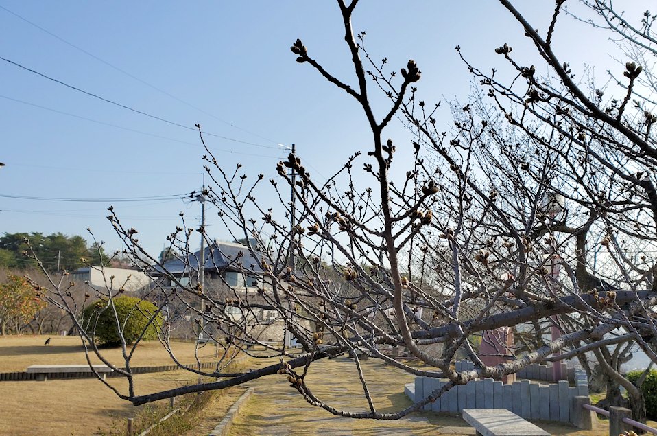 千光寺公園　景色　頂上　桜　蕾　春