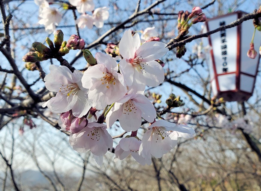 千光寺公園　頂上　桜　花　綺麗