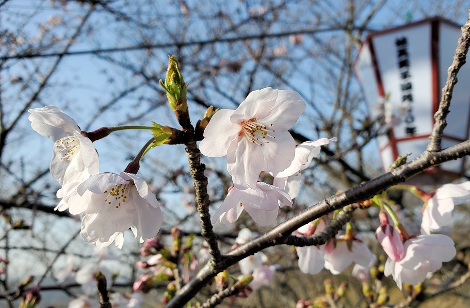 千光寺公園　桜　3月