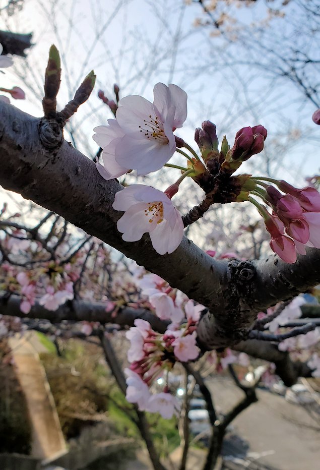 千光寺公園　桜　3月　咲き始め