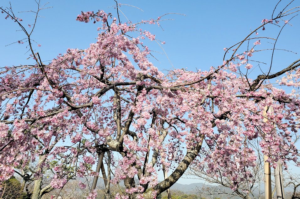 千光寺公園　桜　