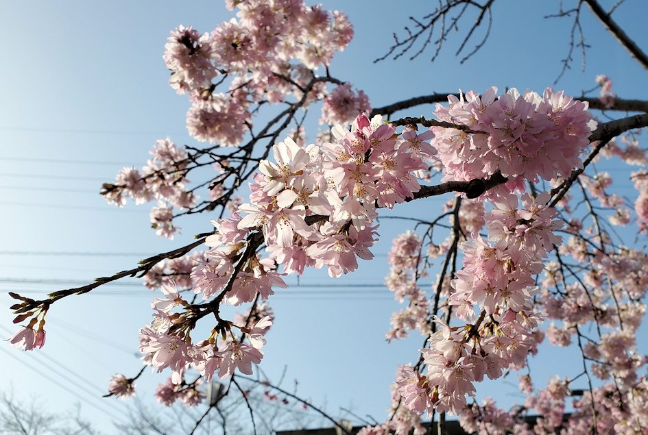 千光寺公園　桜　　咲き始め1