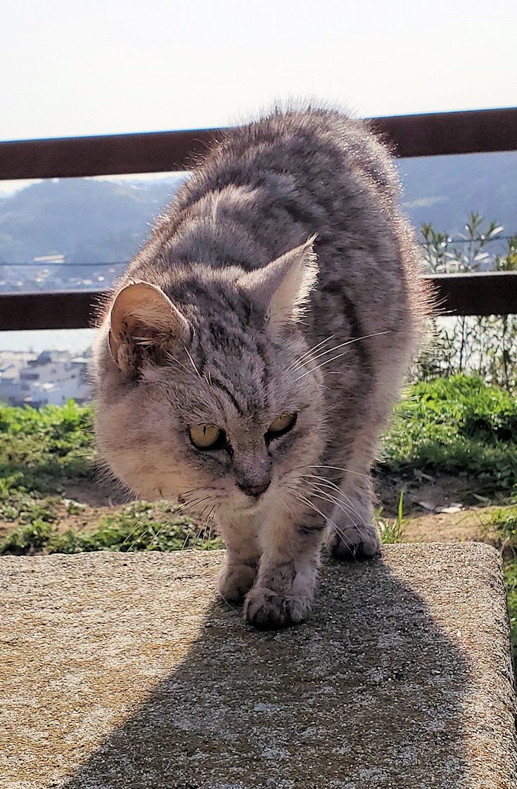 尾道　千光寺公園　広場　地域猫　ベンチ