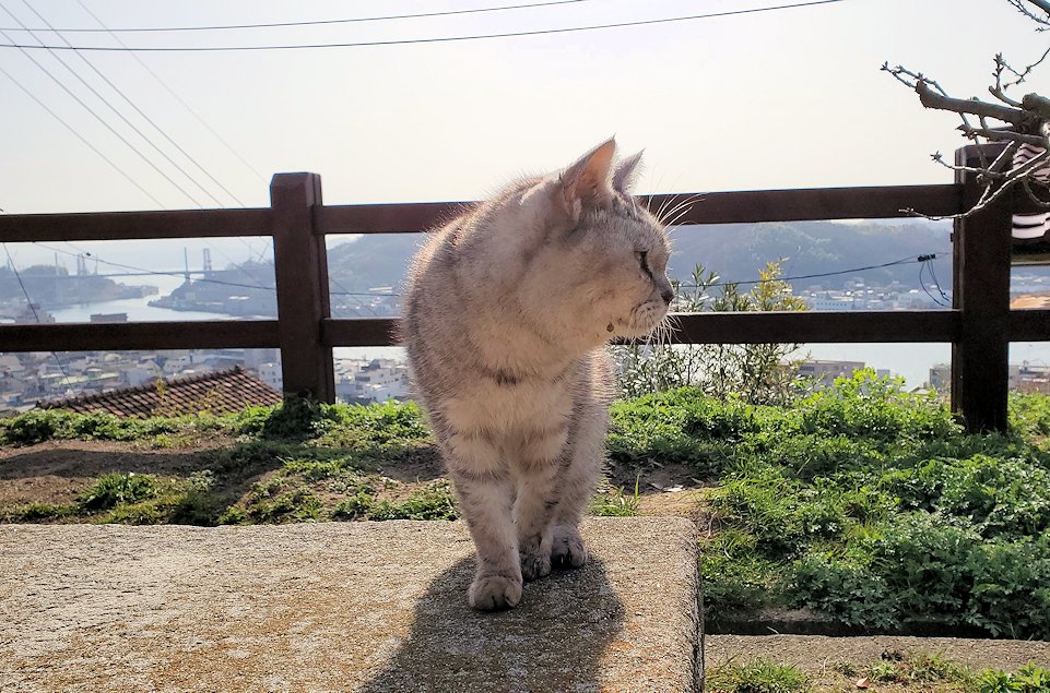 尾道　千光寺公園　広場　地域猫　ベンチ1