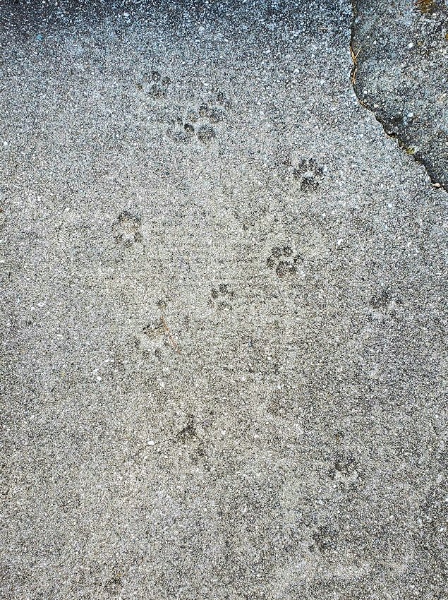 尾道　坂道　路地　階段　猫の足跡　肉球