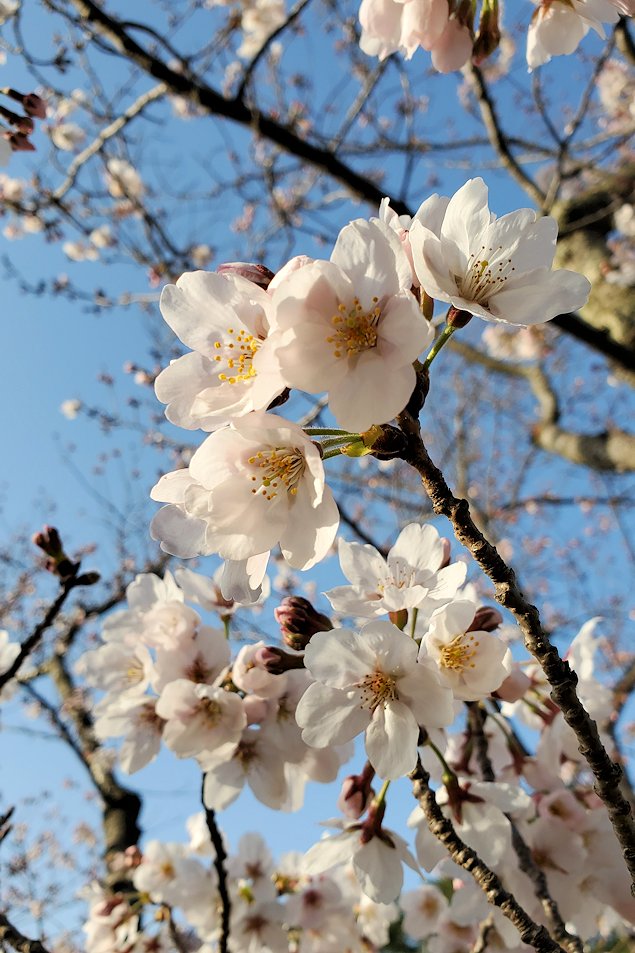 尾道　千光寺公園　景色　桜　開花