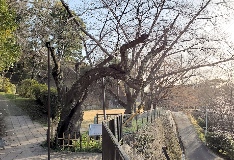 尾道　千光寺公園　桜　シンボル