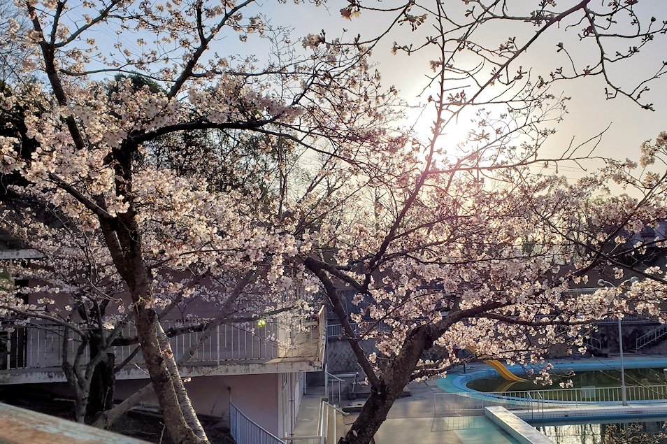 尾道　千光寺公園　プールに咲く桜