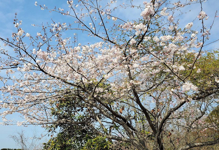 瀬戸内海　向島　因島大橋　自転車　しまなみ海道コース　景色　桜
