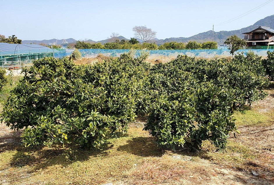 瀬戸内海　生口島　しまなみ海道サイクリング　柑橘類