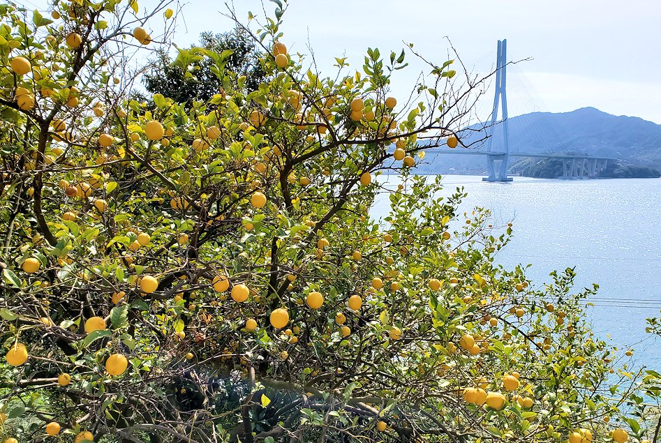 瀬戸内海　生口島　しまなみ海道サイクリング　多々羅大橋　レモン