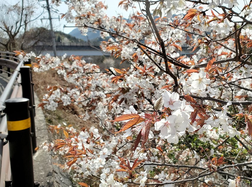 瀬戸内海　多々羅大橋　自転車道　展望台　桜の木　満開
