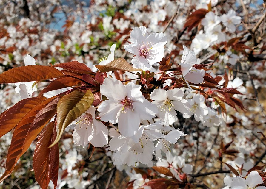 瀬戸内海　多々羅大橋　自転車道　展望台　桜の木　満開　花