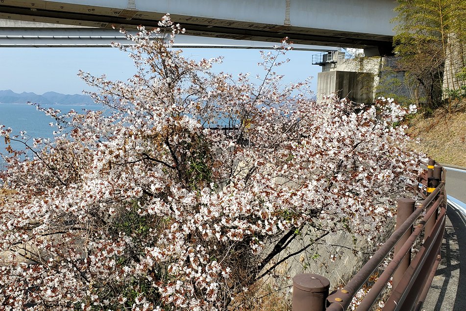 瀬戸内海　多々羅大橋　自転車道　展望台　桜の木　満開