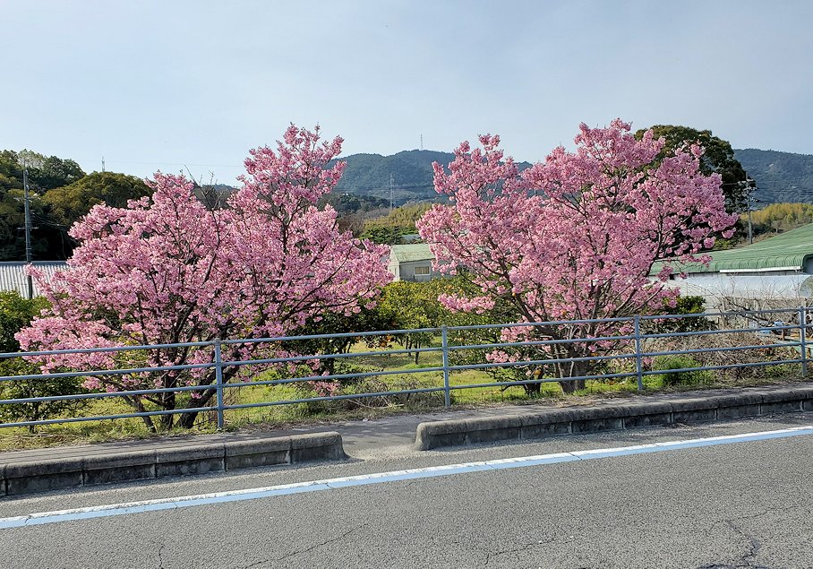 大三島　甘崎城跡　桜