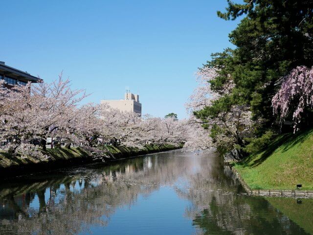 春に桜が咲き誇る、弘前城外堀の景観
