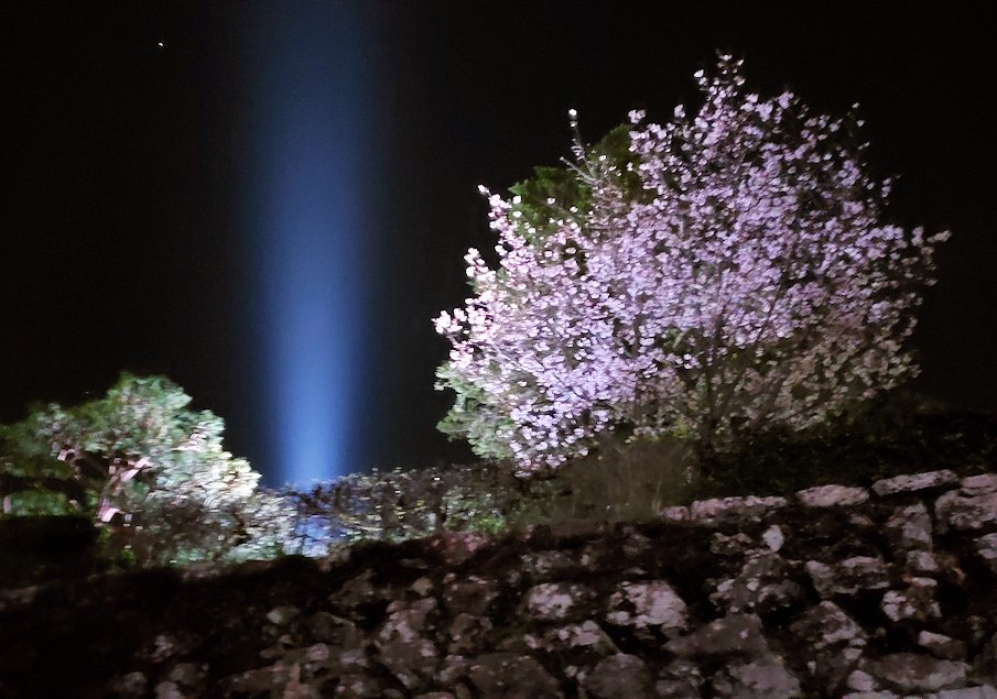 高知城　夜　ライトアップ　桜