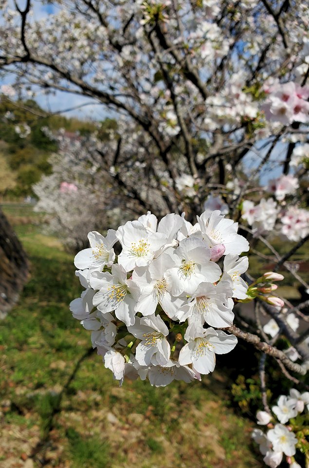 土佐西南大規模公園（佐賀地区）展望台　桜　満開