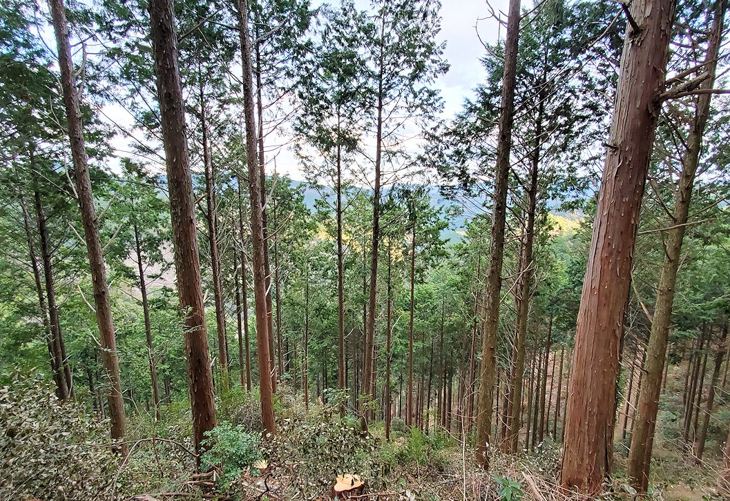 高知県　国道439号線　杉の木
