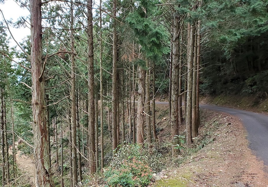 高知県　国道439号線　山林を走る　道路1