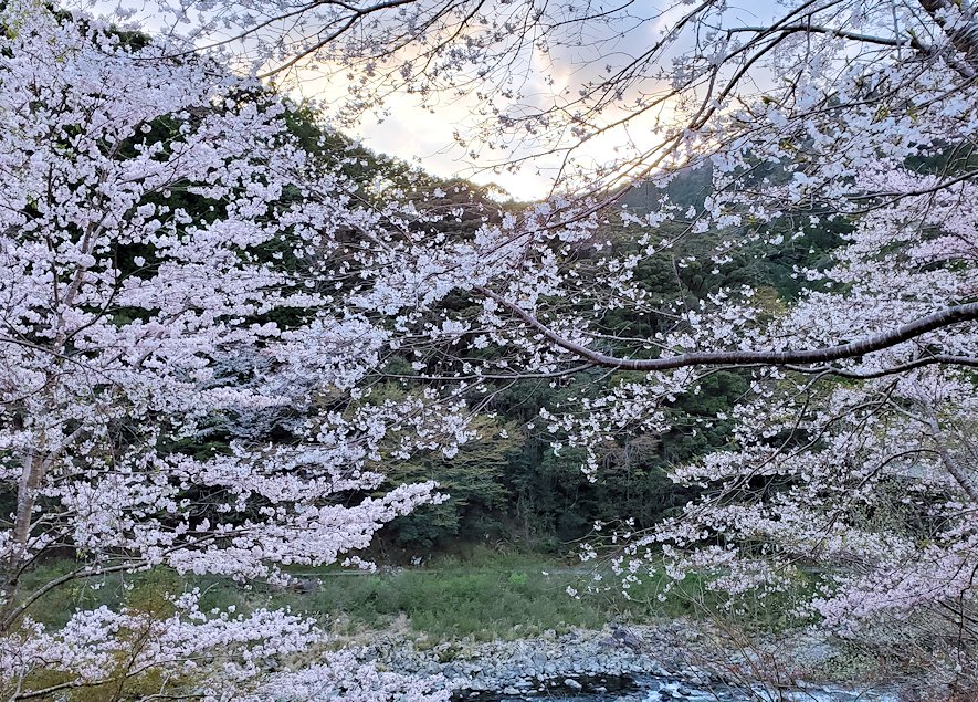高知県　道の駅 四万十大正　四万十川　川の流れと桜