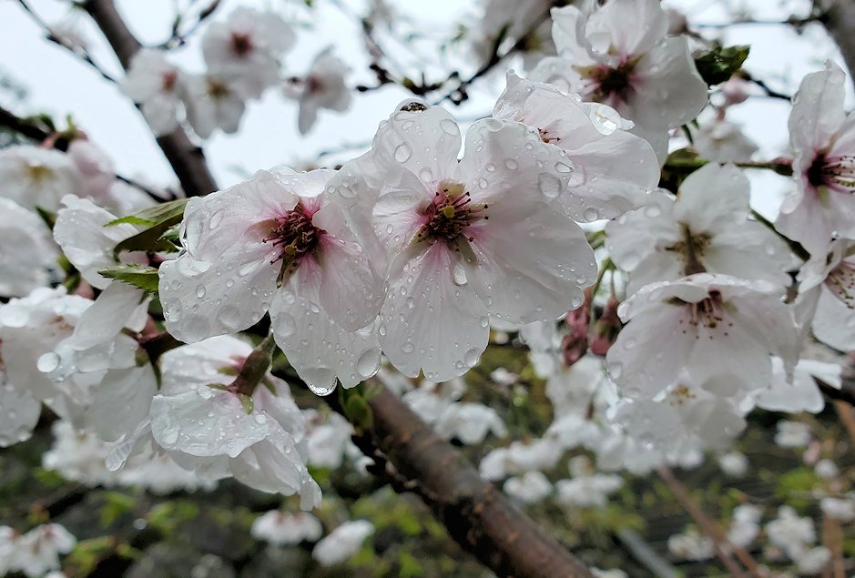 高知市内　高知城　桜の花
