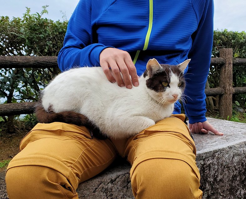 高知市　桂浜　記念館前にいた猫　膝に乗る