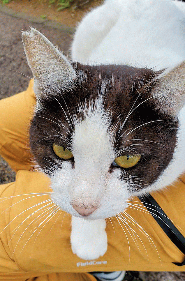 高知市　桂浜　記念館前にいた猫　膝に乗る　表情