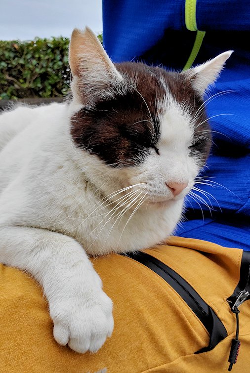 高知市　桂浜　記念館前にいた猫　膝に乗る　満足そうな顔