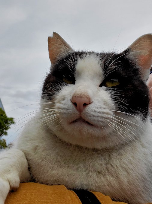 高知市　桂浜　記念館前にいた猫　膝に乗る　桜耳